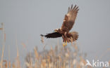 Bruine Kiekendief (Circus aeruginosus)