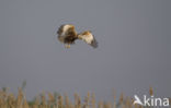 Bruine Kiekendief (Circus aeruginosus)