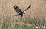 Bruine Kiekendief (Circus aeruginosus)