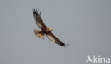 Bruine Kiekendief (Circus aeruginosus)