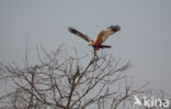 Bruine Kiekendief (Circus aeruginosus)