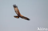 Bruine Kiekendief (Circus aeruginosus)