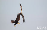 Bruine Kiekendief (Circus aeruginosus)