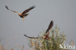 Bruine Kiekendief (Circus aeruginosus)