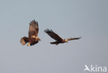 Bruine Kiekendief (Circus aeruginosus)