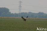 Bruine Kiekendief (Circus aeruginosus)