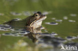 Bruine kikker (Rana temporaria)