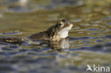 Common Frog (Rana temporaria)