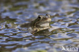 Common Frog (Rana temporaria)