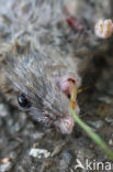 Bruine rat (Rattus norvegicus)