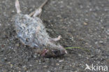 Bruine rat (Rattus norvegicus)