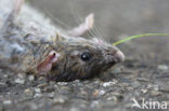 Bruine rat (Rattus norvegicus)