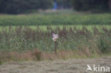 Buizerd (Buteo buteo)