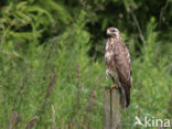 Buizerd (Buteo buteo)