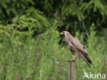 Buizerd (Buteo buteo)