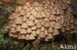 Bundelmycena (Mycena arcangeliana)