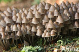 Bundelmycena (Mycena arcangeliana)