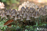 Bundelmycena (Mycena arcangeliana)