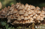 Bundelmycena (Mycena arcangeliana)