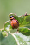 Colorado potato beetle (Leptinotarsa decemlineata)