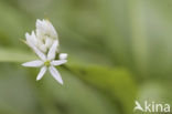 Ramsons (Allium ursinum)