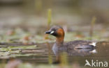 Dodaars (Tachybaptus ruficollis)