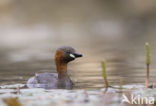 Dodaars (Tachybaptus ruficollis)