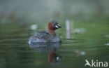 Dodaars (Tachybaptus ruficollis)