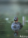 Dodaars (Tachybaptus ruficollis)