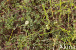 Artemisia campestris subsp. maritima