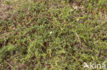 Artemisia campestris subsp. maritima