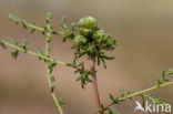 Duinaveruit (Artemisia campestris subsp. maritima)