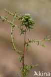 Duinaveruit (Artemisia campestris subsp. maritima)