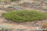 Artemisia campestris subsp. maritima