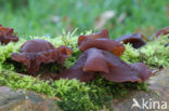 Jew’s Ear (Hirneola auricula-judae)