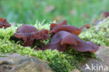 Echt Judasoor (Hirneola auricula-judae)