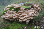 Echte honingzwam (Armillaria mellea)