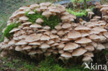 Echte honingzwam (Armillaria mellea)