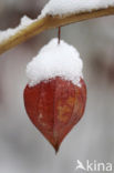 Echte lampionplant (Physalis alkekengi)