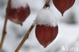 Echte lampionplant (Physalis alkekengi)