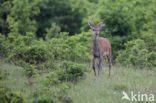 Red Deer (Cervus elaphus)