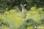 Red Deer (Cervus elaphus)