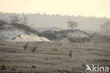 Red Deer (Cervus elaphus)
