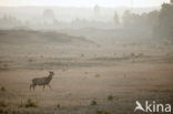 Red Deer (Cervus elaphus)