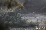 Red Deer (Cervus elaphus)