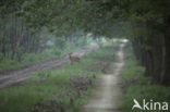 Red Deer (Cervus elaphus)