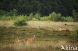 Edelhert (Cervus elaphus)