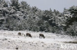 Red Deer (Cervus elaphus)