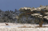 Red Deer (Cervus elaphus)