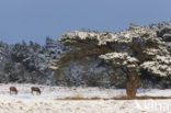 Red Deer (Cervus elaphus)